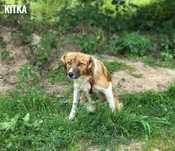 1 rok, 10kg, Kitka, sunia adopcja za darmo oddam