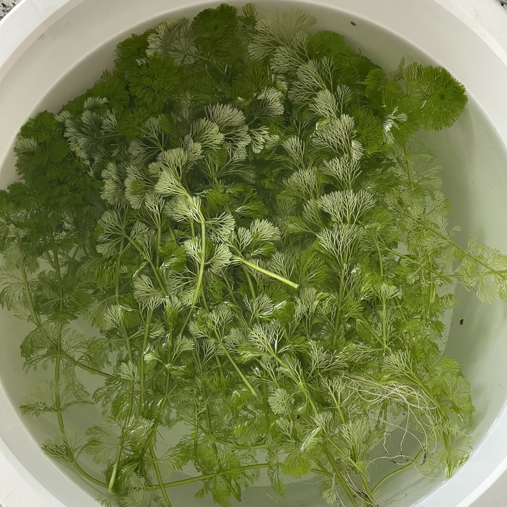 Podas de Limnophila Sessiliflora