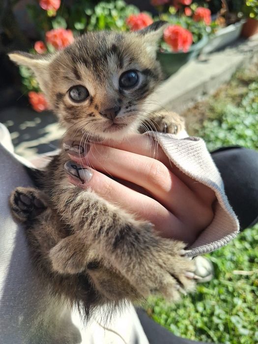 Oddam koty w dobre ręce