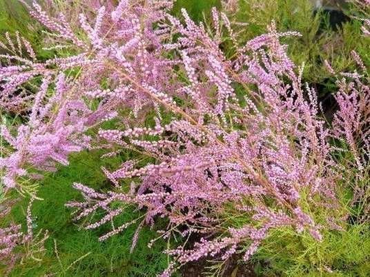 Гелениум летний многолетний, тамарикс