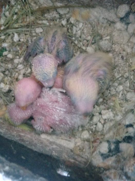 Agapórnis rosicolis