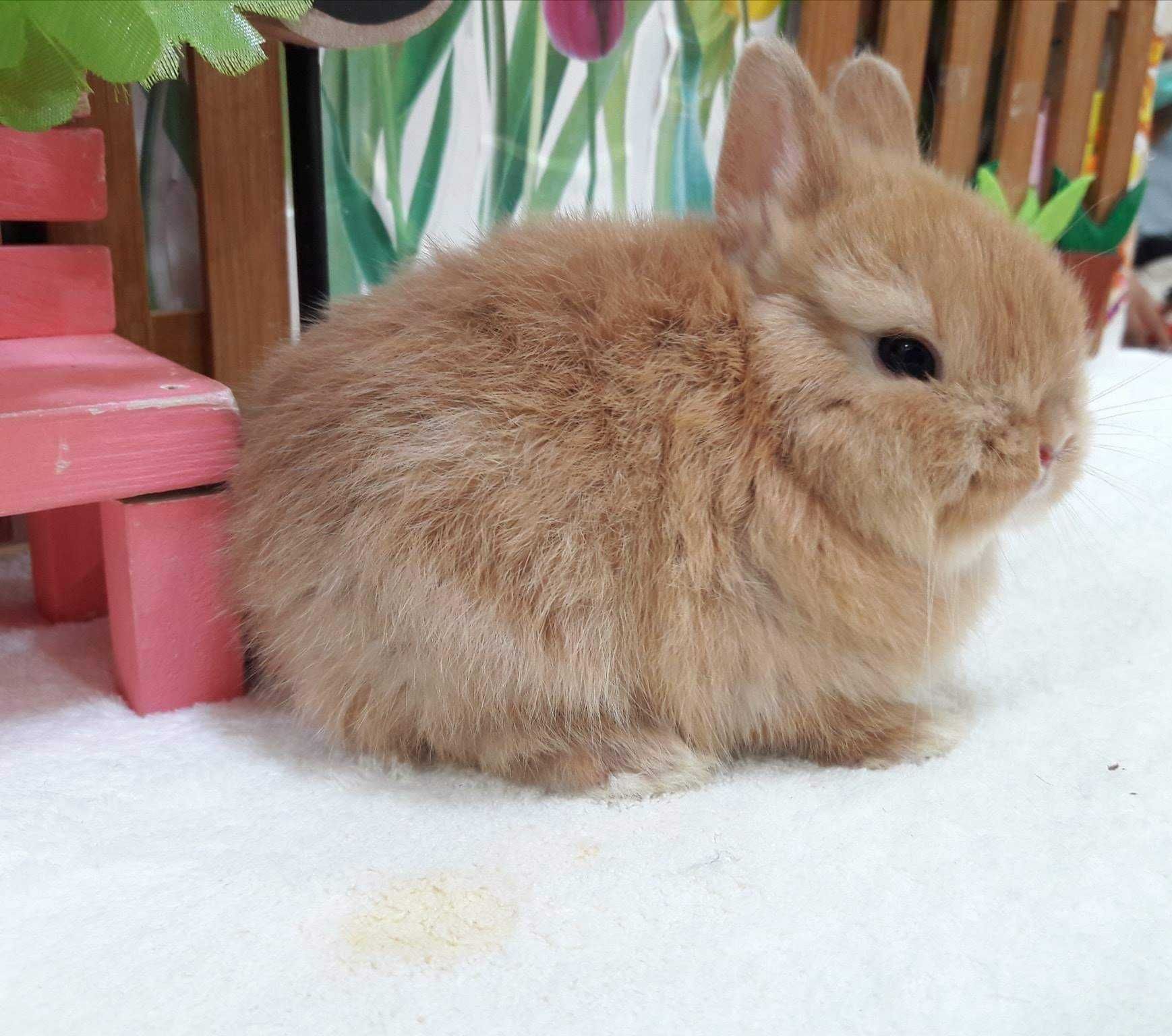 Coelhos anões angorá e holandês mini, KIT completo