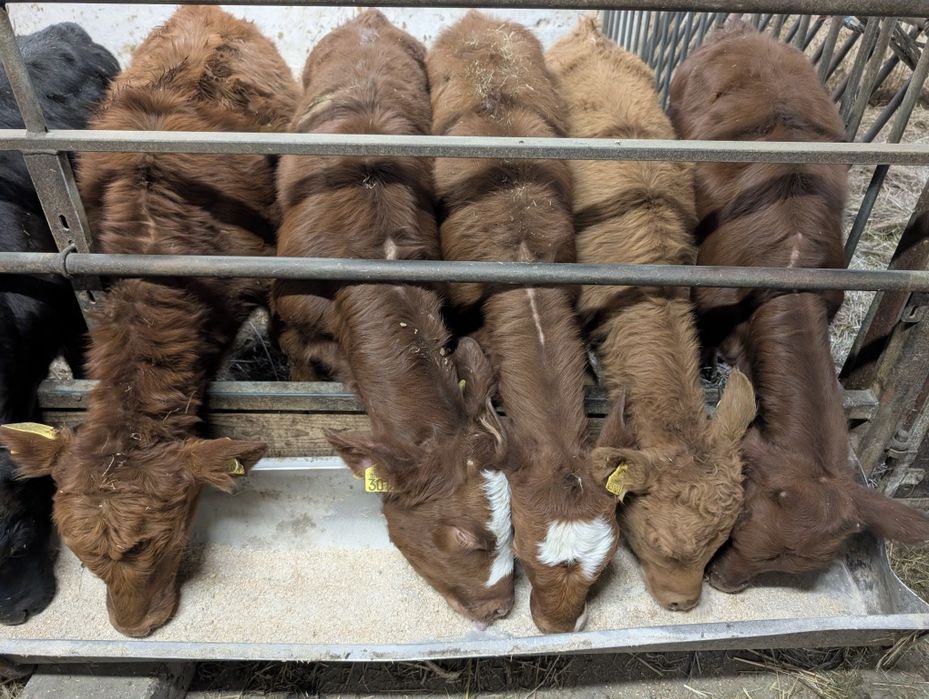 Sprzedam 10 jałówek bez mleka mięsne