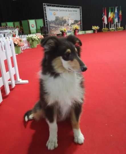 Rough Collie  de exposição LOP e Afixo ninhada