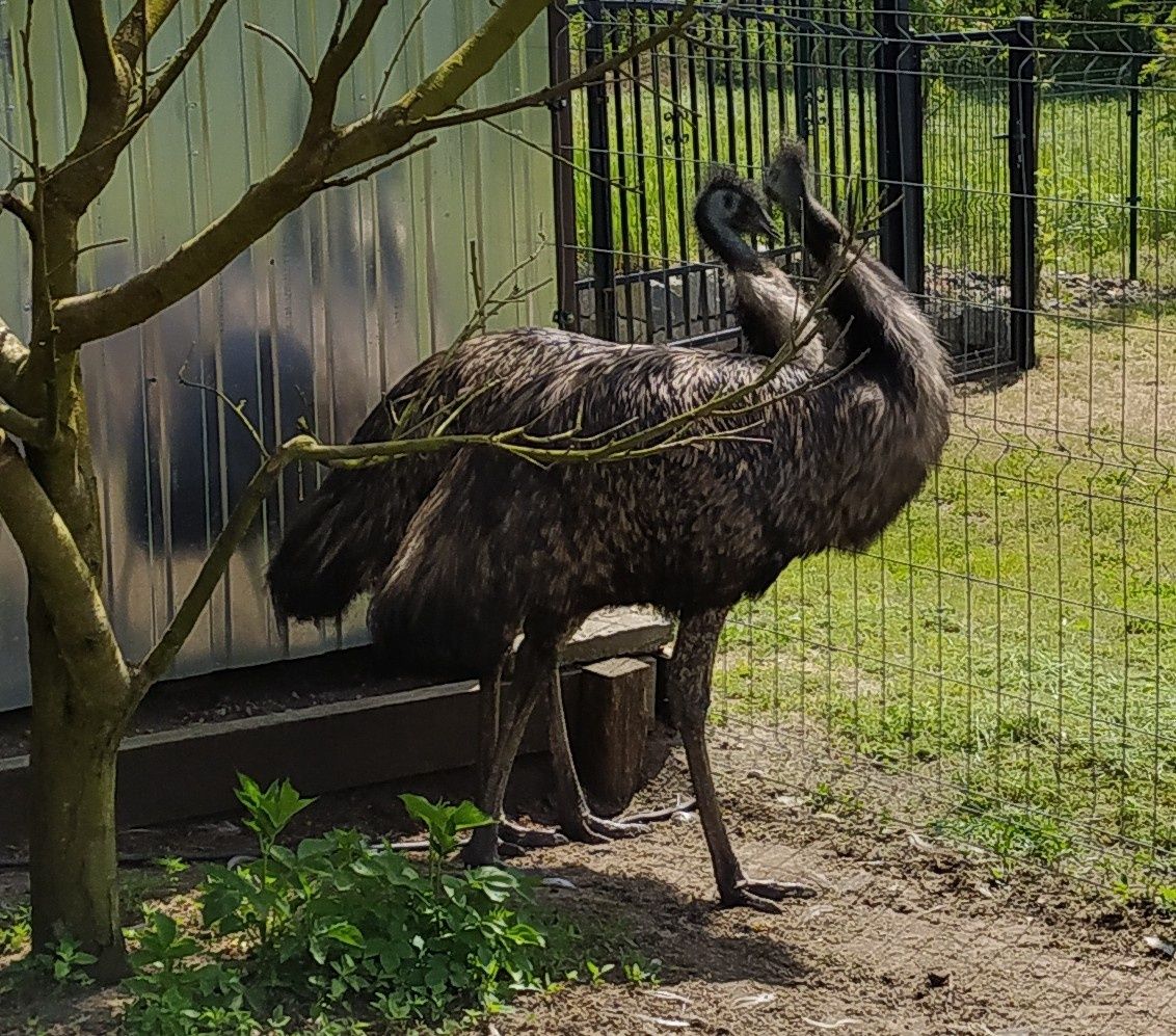 STRUSIE EMU - sprzedam