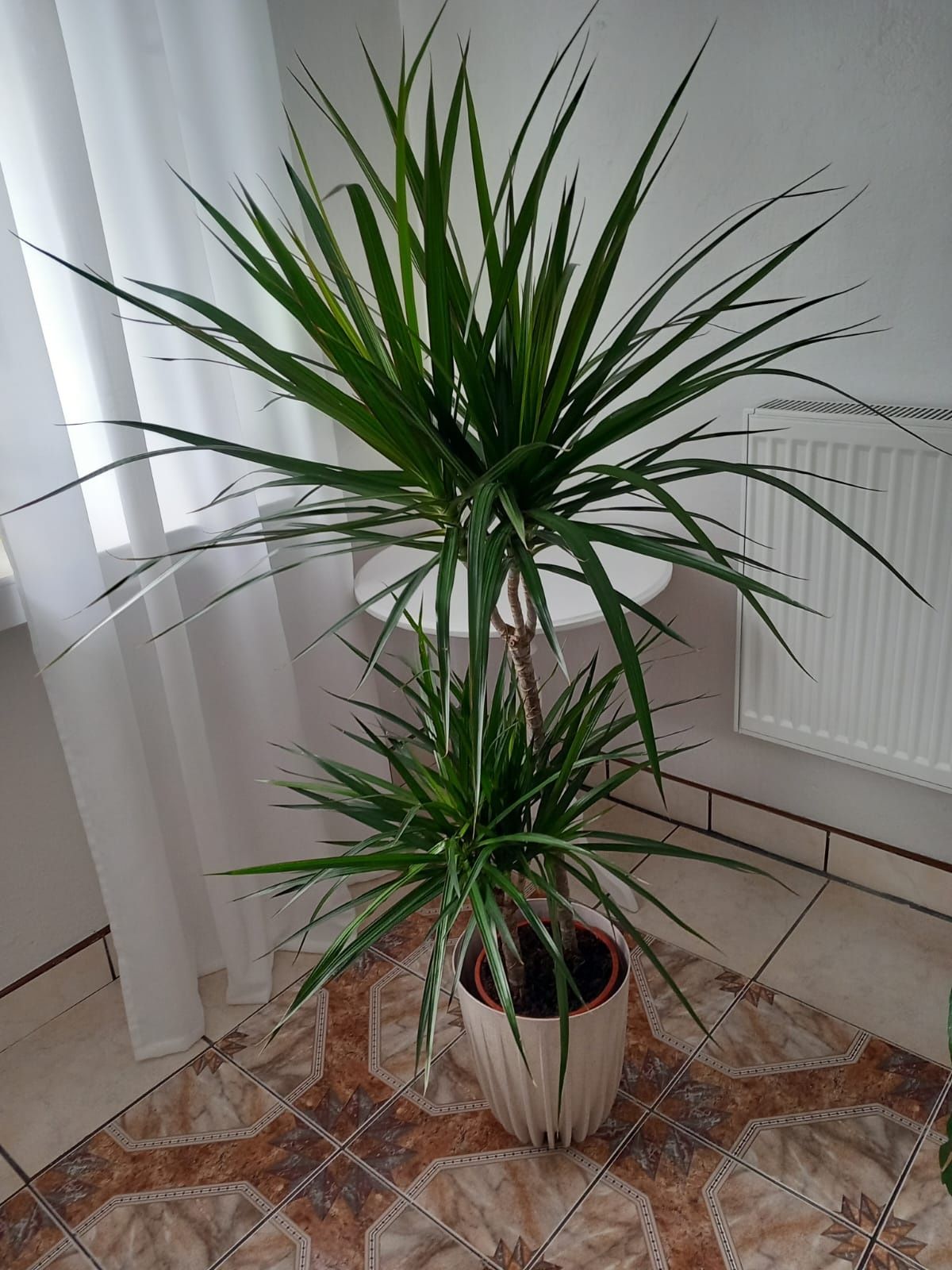 Kwiat Dracena BICOLOR