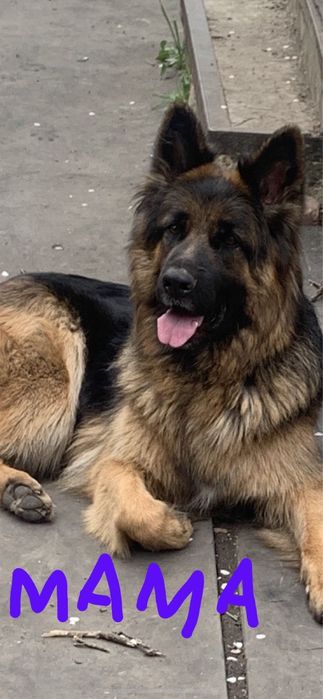 Продаются щенки  Немецкой Овчарки