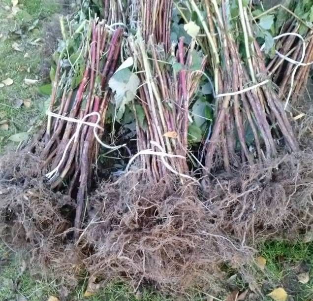 Sprzedam sadzonki maliny jesiennej i letniej