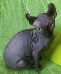 Сфінкс  кошеня чорний ельф