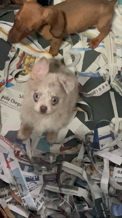 Maravilhoso chihuahua pelo comprido