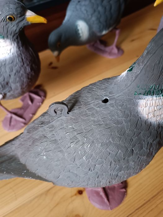 Оригінальні профіля голуба вяхірь,чучело голуба вяхирь.