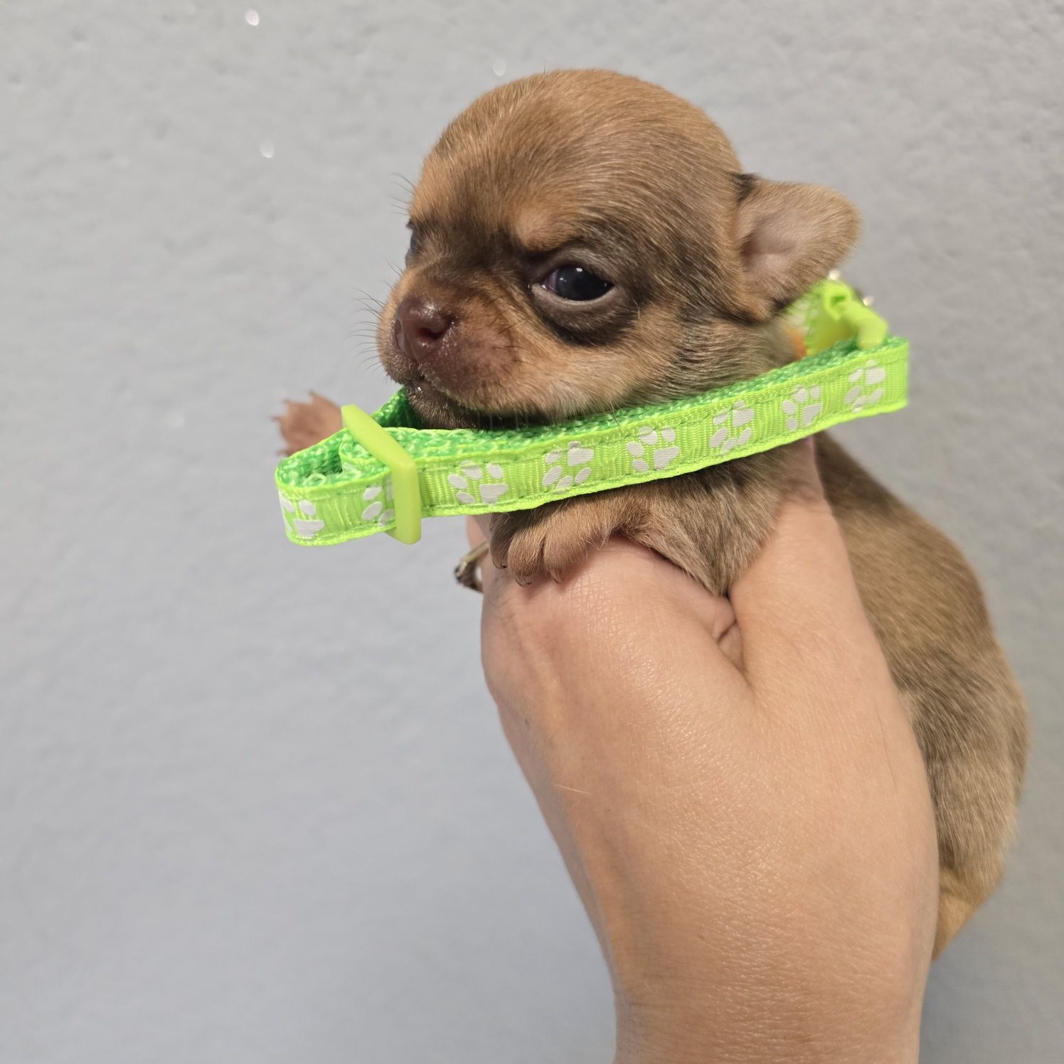 Chihuahua samiec sable