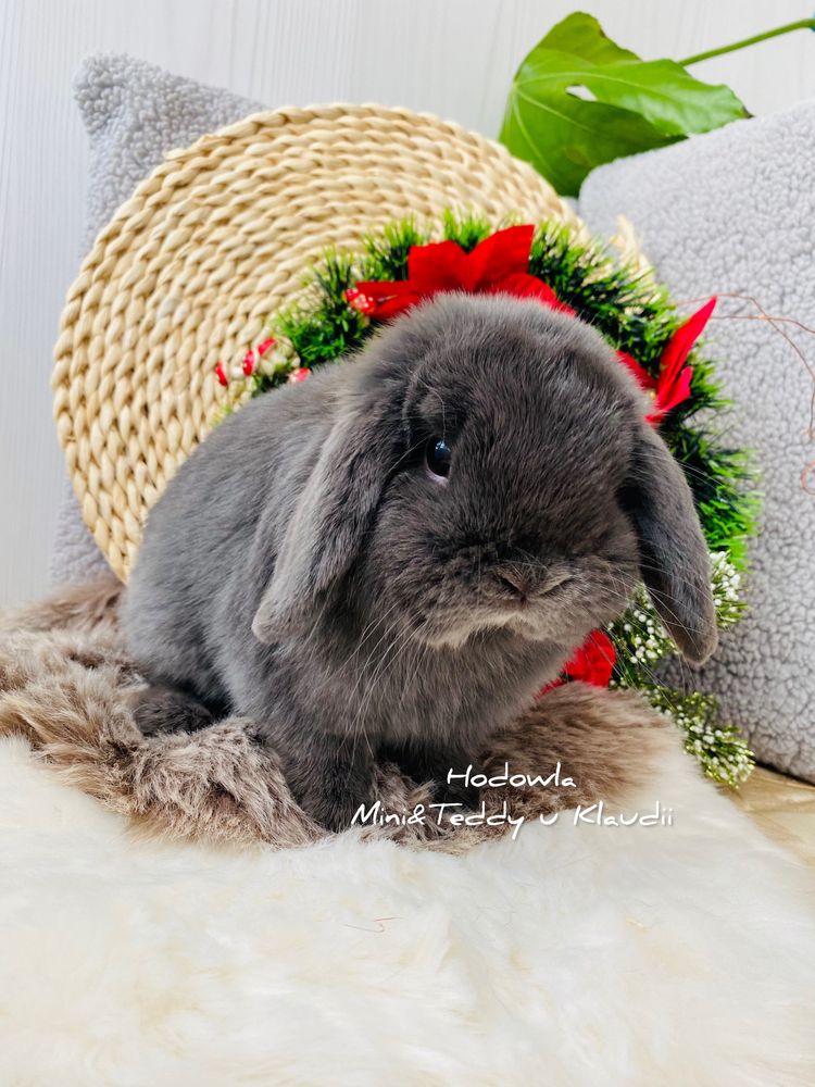 MINI LOP - królik rasowy / miniaturka - legalna hodowla, metryka