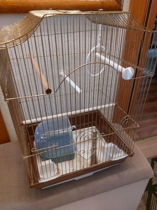 Klatka złota dla kanarka