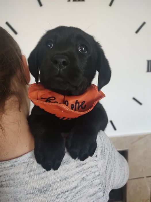 Labrador Retriever szczenie koloru czarnego po ojcu pochodzenia FCI