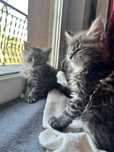 Cudne Kotki Maine Coon - super rodowód!