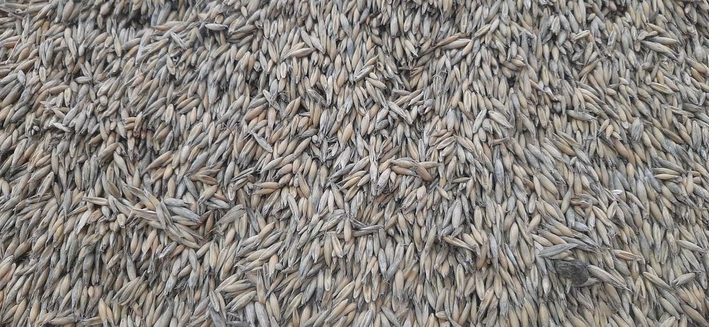 Owies Zbiór 2025 Sprzedam