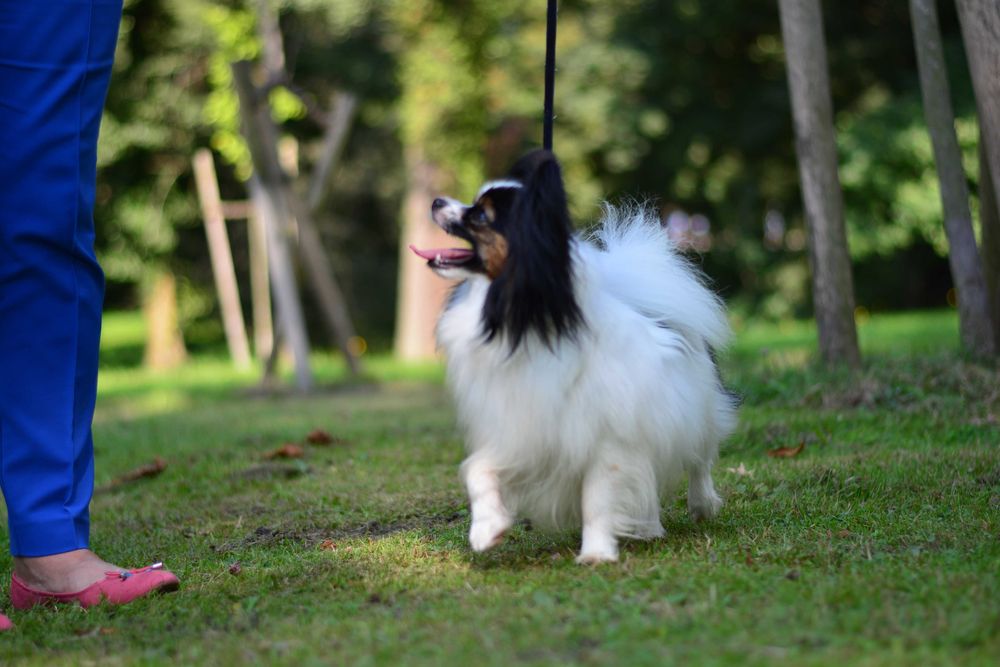 Papillon - piękny piesek Champion FCI