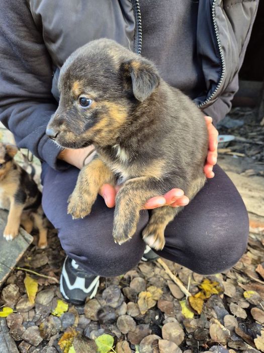 Цуценята-маленькі розбишаки в добрі руки безкоштовно