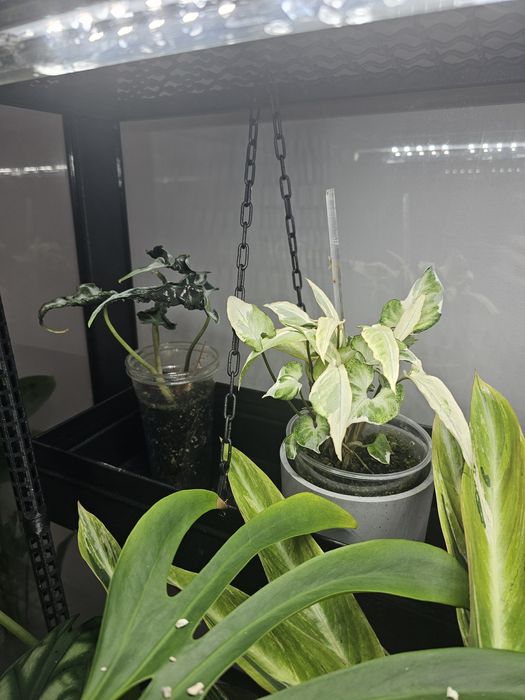 Witryna dla roslin Rowdcrafts robiona na zamówienie loft szklarnia