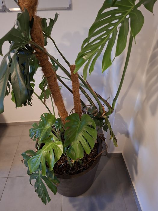 Monstera Dziurawa Kwiat doniczkowy