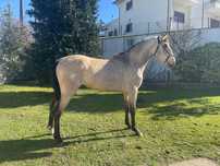 Poldra Lusitana Pura 33 meses