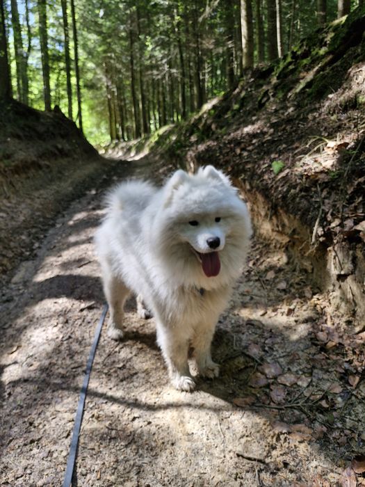 Samoyed z uprawnieniami ZHPR UCI