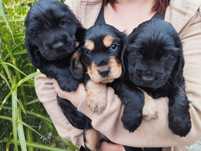 Cocker spaniel angielski