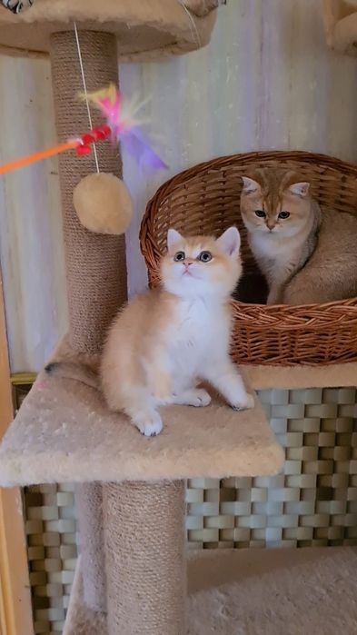 Класнючая Девочка золотая шиншилла