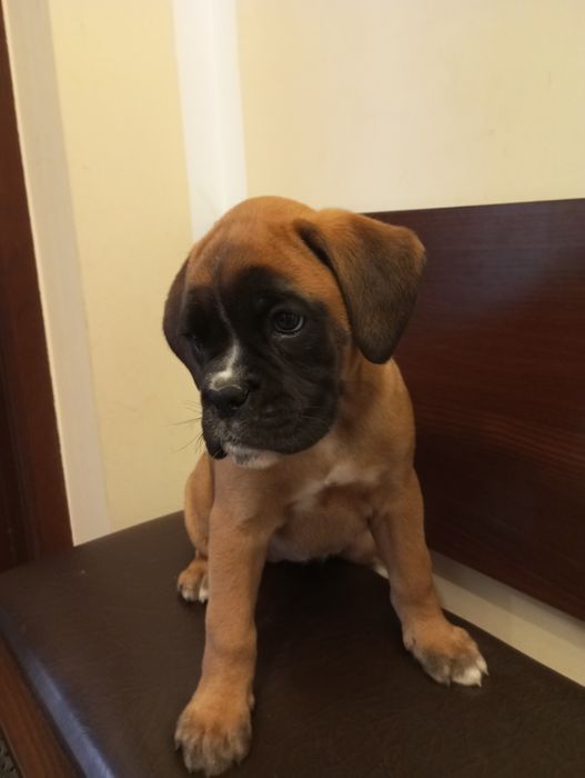 Suczka bokser szczeniak gotowy do odbioru