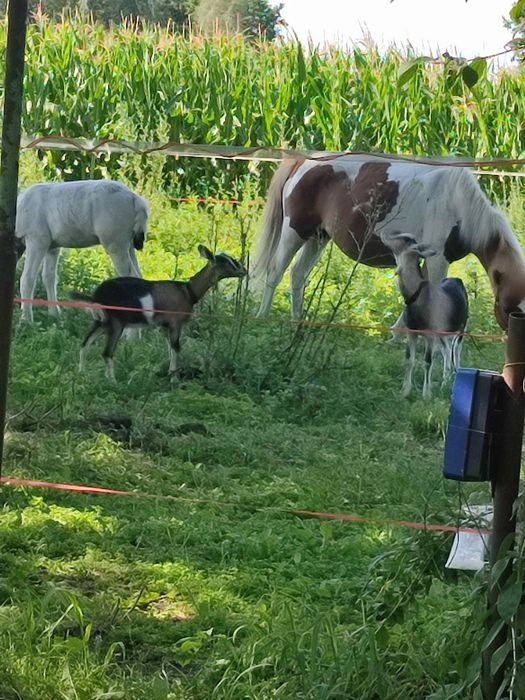 Sprzedam kucyka mix szetland na tinkera