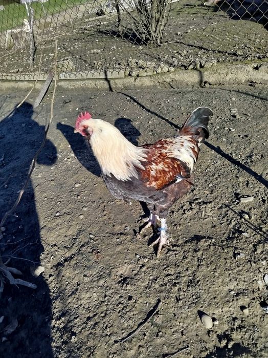 Koguty faweroli łososiowej