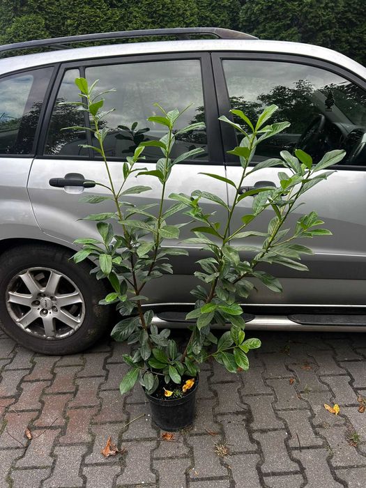 Laurowiśnia novita  duże sadzonki 100-120cm