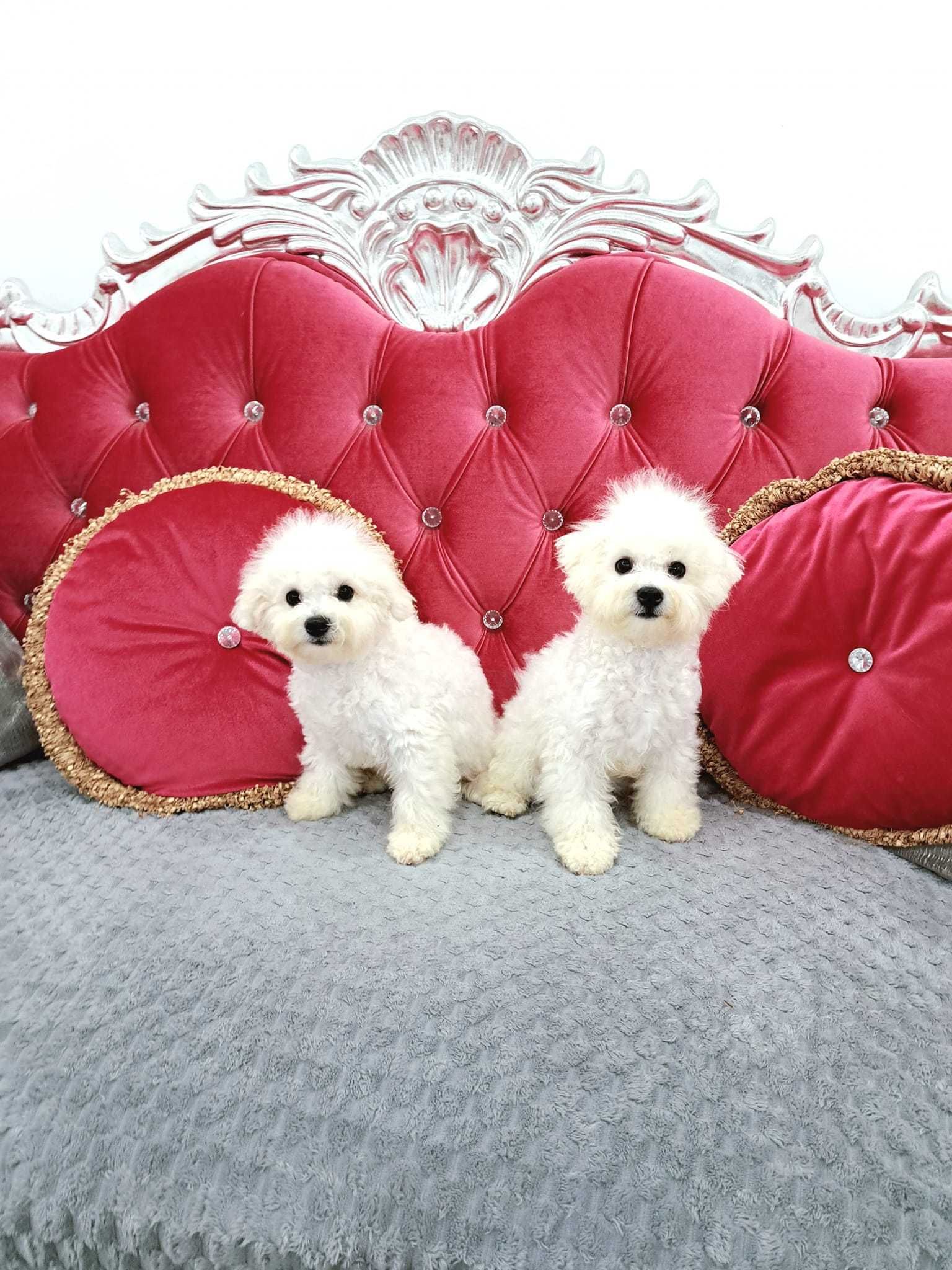 bichon frise suczka  z rodowodem FCI ,do odbioru