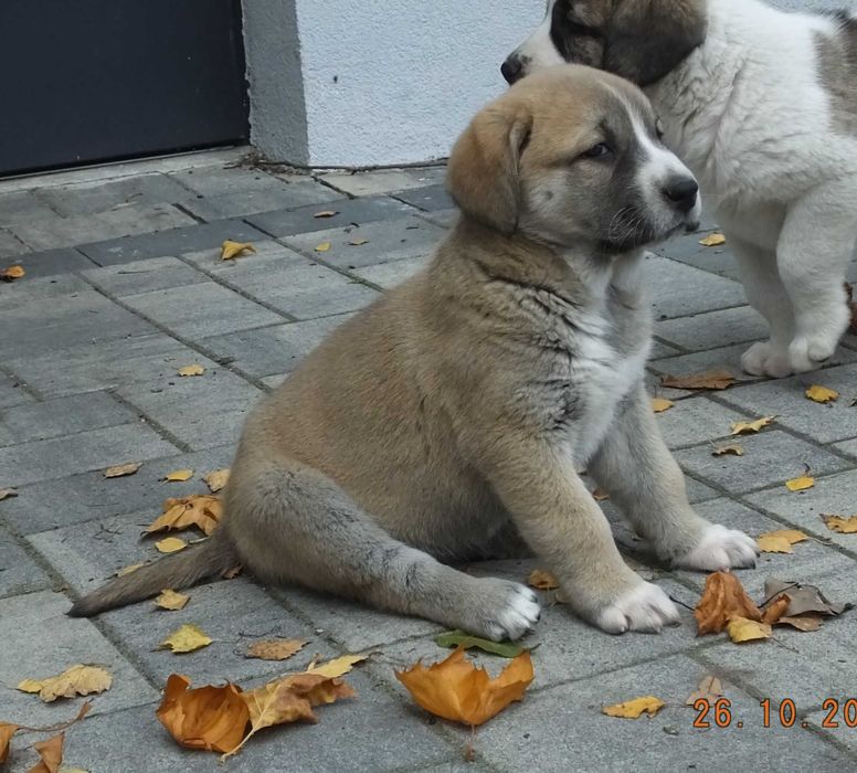 Owczarek Środkowoazjatycki suczka