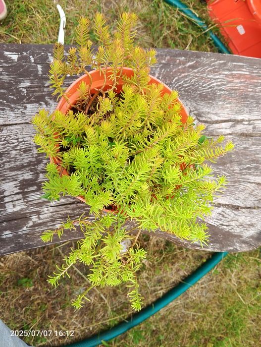 Rozchodniki ościsty angelina