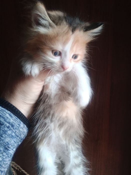 Одам котят в добрые руки