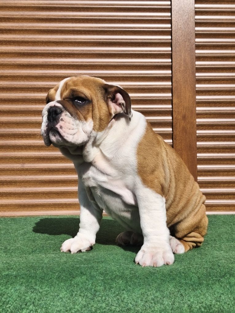 Buldog Angielski ZKwP FCI