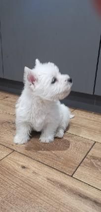 West Highland White Terrier