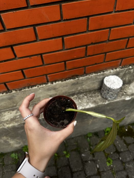 Монстера Манки черенок