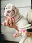 Buldog angielski