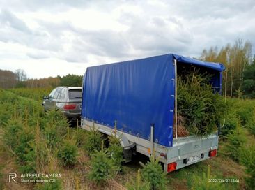 Choinki na działkę i do ogrodu polecam