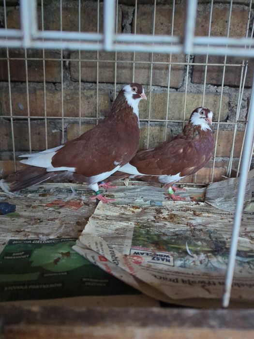 Wywrotki Rollery Gałackie gołębie