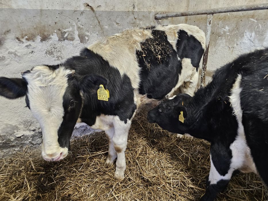 Sprzedam 5 byków 270 280 kg mieszańce