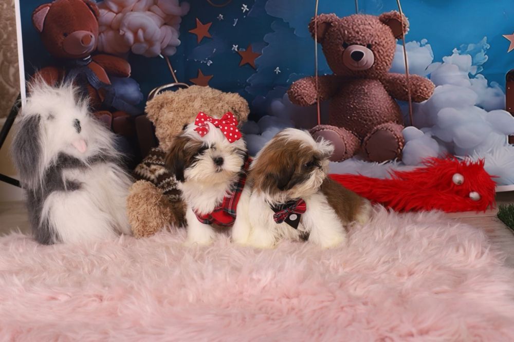 милі цуценята  ши тцу