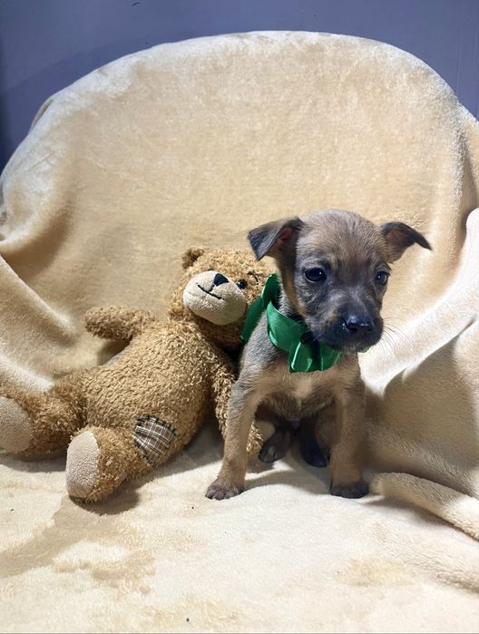 Харизматичний цуцик шукає дім