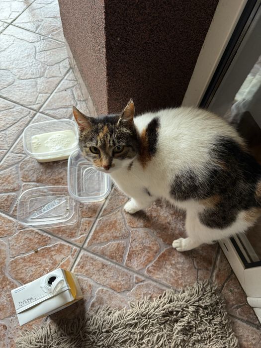 Kot szuka domu na juz