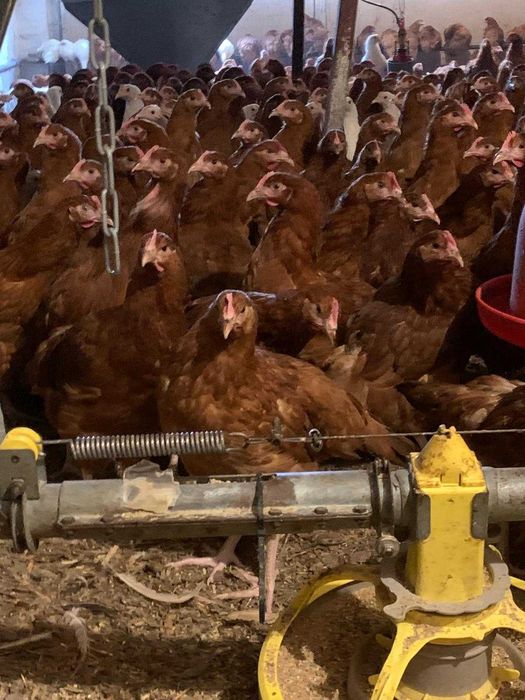 Kury nioski z wolnego wybiegu  własna hodowla ! Kurki z jajkiem !