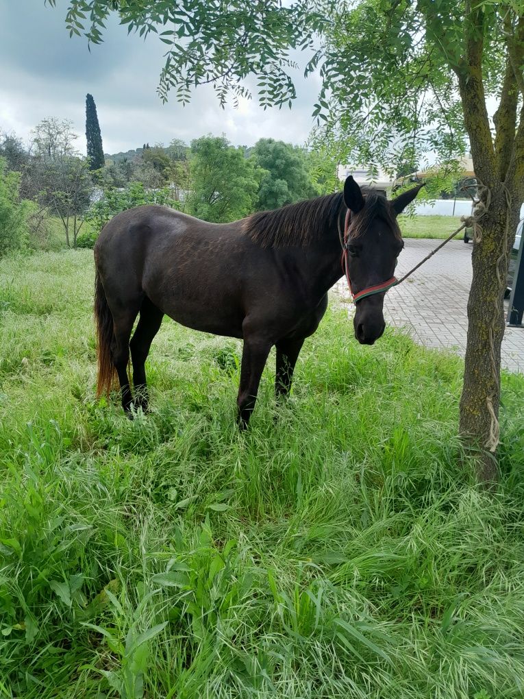 Vendo ao troco uma égua bem montada