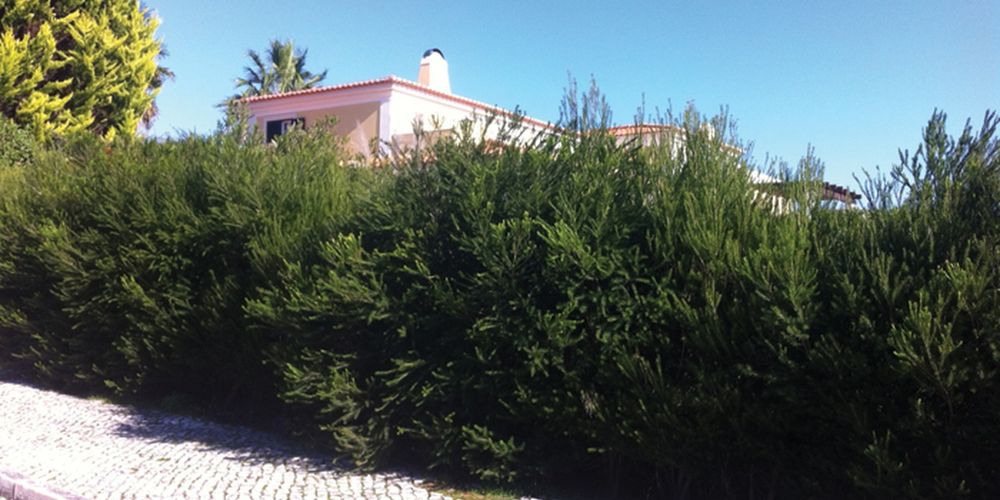 Melaleucas para sebes 25/30 cm2,40€